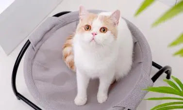 ENHANCING YOUR FURRY FRIEND’S LIFE