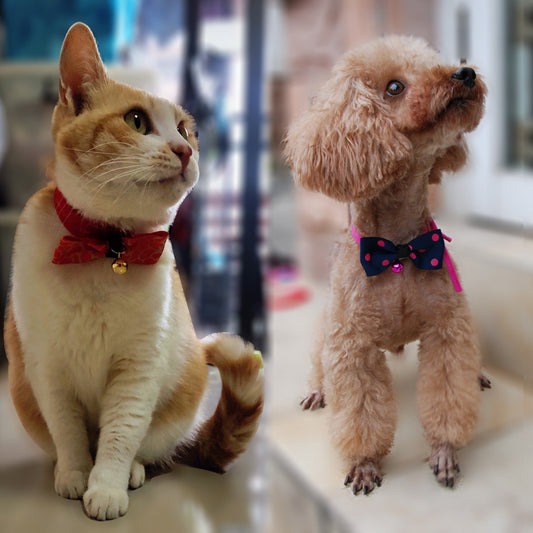 Pet accessories pet bow DAILYMAXCARE